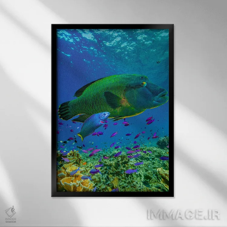 تابلو دکوراتیو Apo Island, Philippines,ماهی طوطی و راس، جزیره آپو، فیلیپی… اثر تیم فیتزهریس - نمای قابدار مشکی