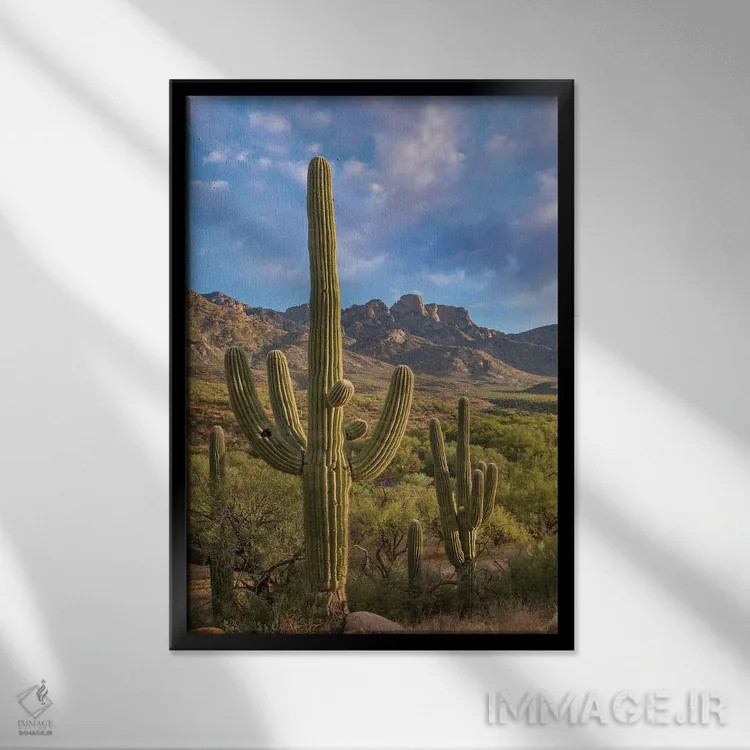 تابلو دکوراتیو Catalina State Park, Arizona,کاکتوس های ساگوارو، پارک ایال… اثر تیم فیتزهریس - نمای قابدار مشکی