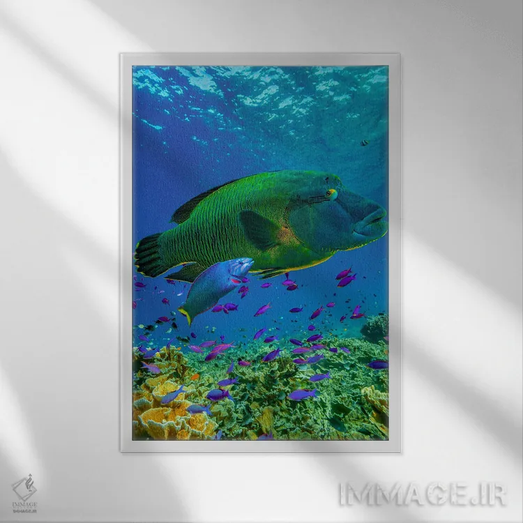 تابلو دکوراتیو Apo Island, Philippines,ماهی طوطی و راس، جزیره آپو، فیلیپی… اثر تیم فیتزهریس - نمای قابدار سفید
