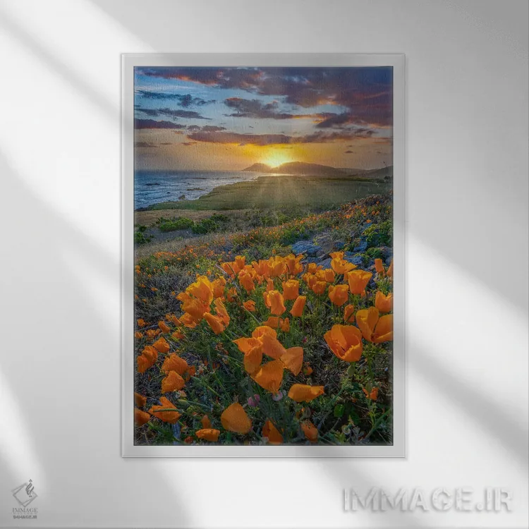 تابلو دکوراتیو Estero Bluffs State Park, Big Sur, California,شقایق کالیفر… اثر تیم فیتزهریس - نمای قابدار سفید