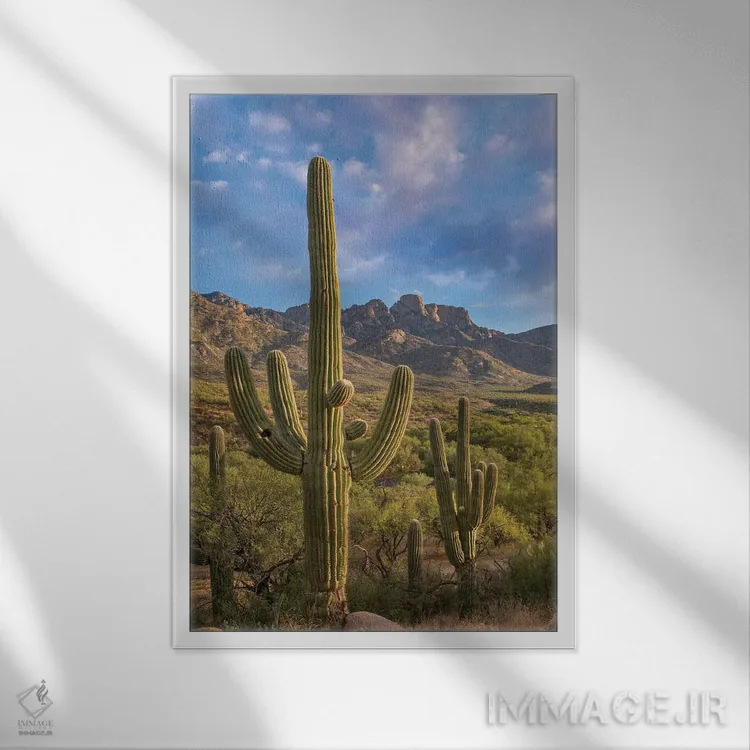 تابلو دکوراتیو Catalina State Park, Arizona,کاکتوس های ساگوارو، پارک ایال… اثر تیم فیتزهریس - نمای قابدار سفید