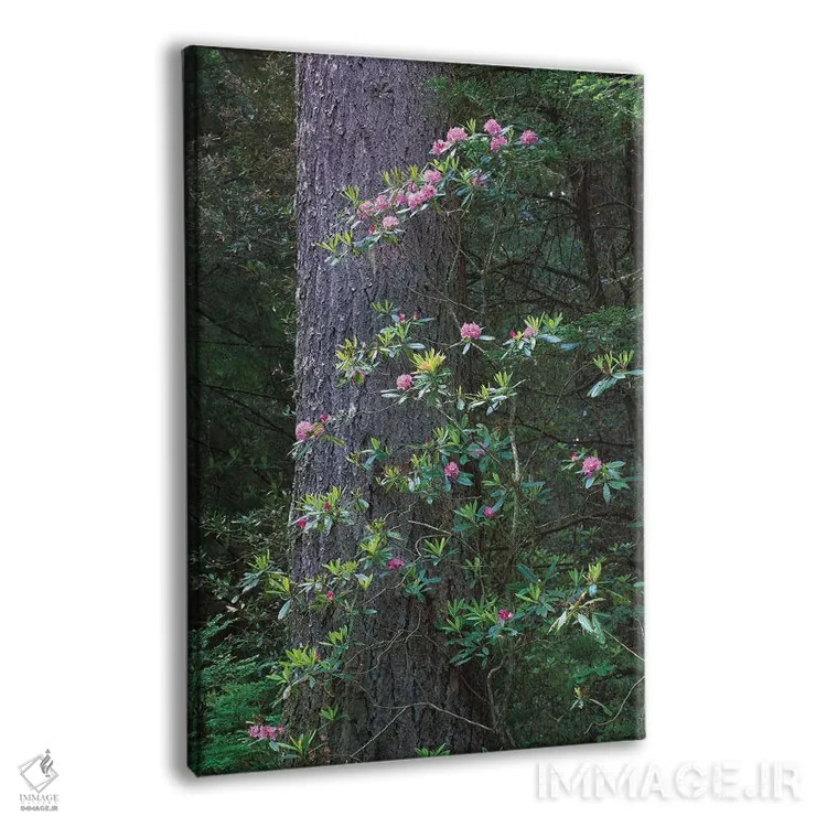 تابلو دکوراتیو Del Norte Coast Redwoods State Park, Redwood National Park… اثر تیم فیتزهریس - نمای پرسپکتیو محصول