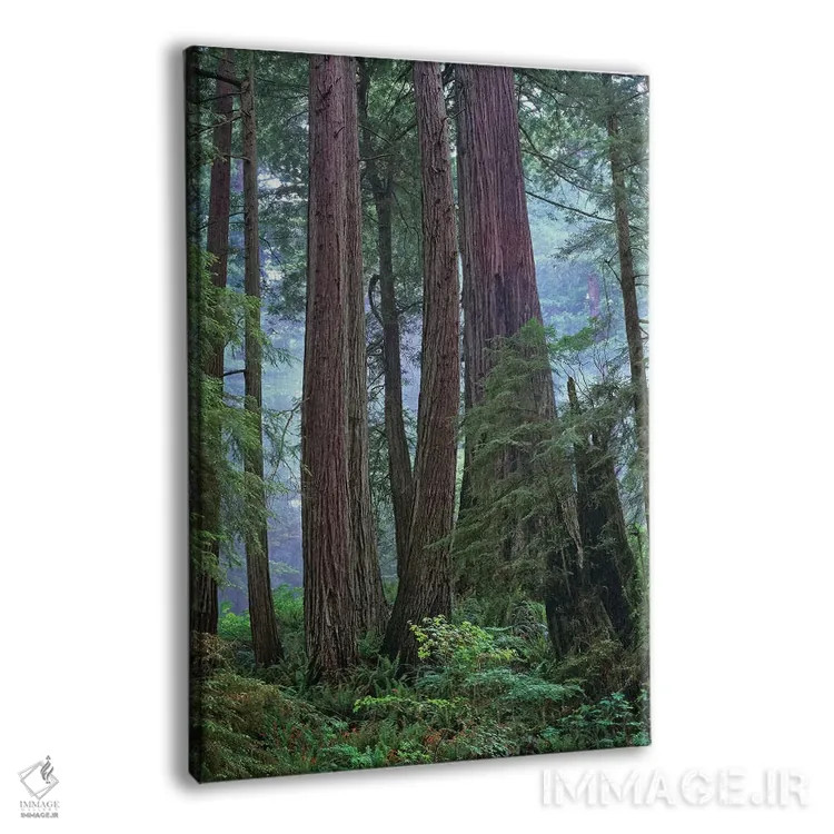 تابلو دکوراتیو Del Norte Coast Redwoods State Park, California,درختان کهن… اثر تیم فیتزهریس - نمای پرسپکتیو محصول