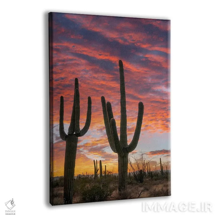 تابلو دکوراتیو Saguaro National Park, Arizona II,کاکتوس های ساگوارو در غر… اثر تیم فیتزهریس - نمای پرسپکتیو محصول