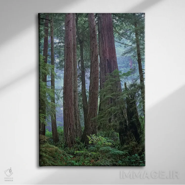 تابلو دکوراتیو Del Norte Coast Redwoods State Park, California,درختان کهن… اثر تیم فیتزهریس - نمای روبهرو روی دیوار