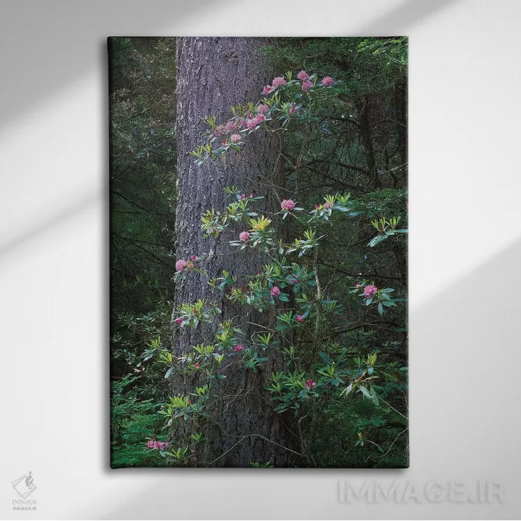 تابلو دکوراتیو Del Norte Coast Redwoods State Park, Redwood National Park… اثر تیم فیتزهریس - نمای روبهرو روی دیوار