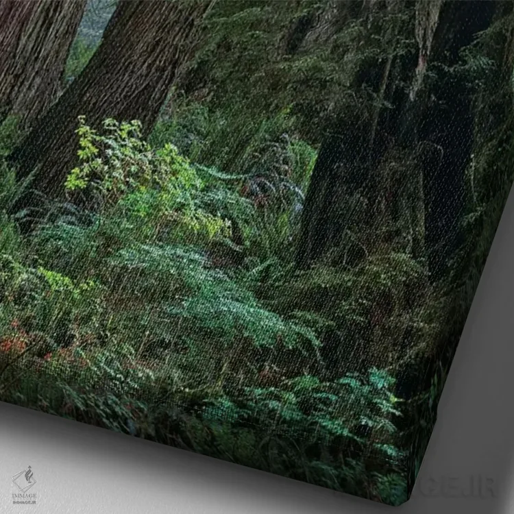 تابلو دکوراتیو Del Norte Coast Redwoods State Park, California,درختان کهن… اثر تیم فیتزهریس - نمای نزدیک بافت بوم
