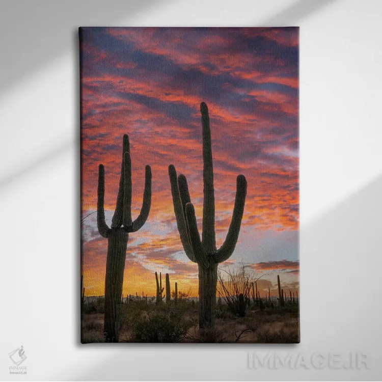 تابلو دکوراتیو Saguaro National Park, Arizona II,کاکتوس های ساگوارو در غر… اثر تیم فیتزهریس - نمای روبهرو روی دیوار