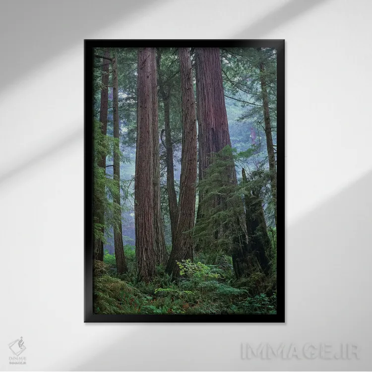 تابلو دکوراتیو Del Norte Coast Redwoods State Park, California,درختان کهن… اثر تیم فیتزهریس - نمای قابدار مشکی