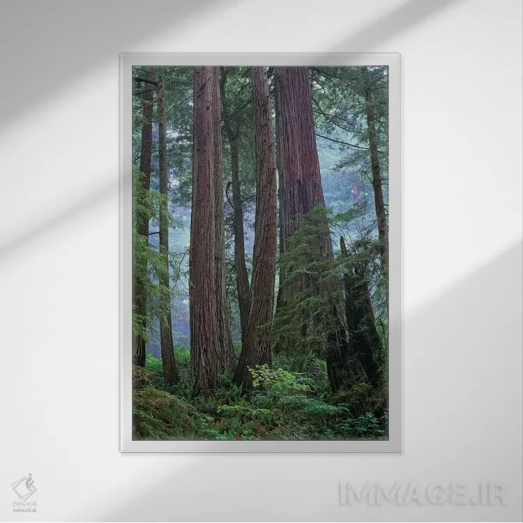 تابلو دکوراتیو Del Norte Coast Redwoods State Park, California,درختان کهن… اثر تیم فیتزهریس - نمای قابدار سفید