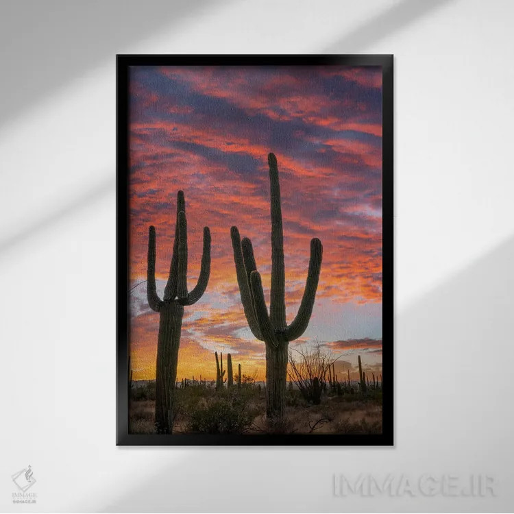 تابلو دکوراتیو Saguaro National Park, Arizona II,کاکتوس های ساگوارو در غر… اثر تیم فیتزهریس - نمای قابدار مشکی