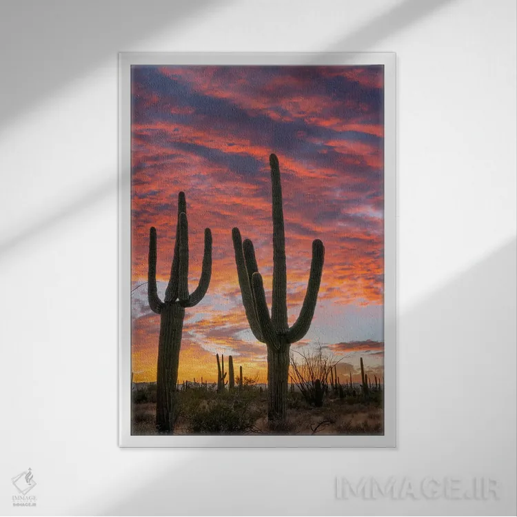تابلو دکوراتیو Saguaro National Park, Arizona II,کاکتوس های ساگوارو در غر… اثر تیم فیتزهریس - نمای قابدار سفید