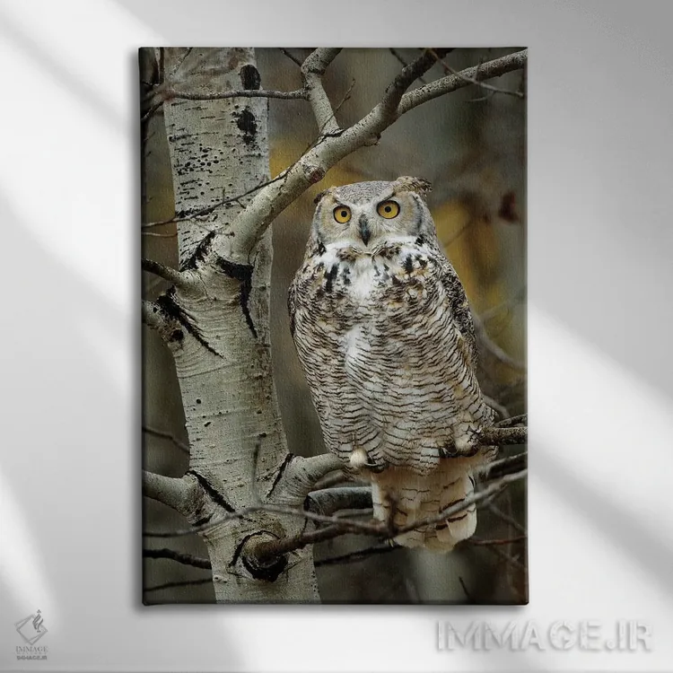 تابلو دکوراتیو Perched In Tree, Alberta, Canada,جغد شاخدار بزرگ نشسته روی… اثر تیم فیتزهریس - نمای روبهرو روی دیوار