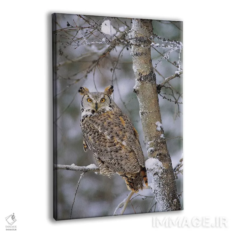 تابلو دکوراتیو Pale Form, Perching In A Snow-Covered Tree, British Columb… اثر تیم فیتزهریس - نمای پرسپکتیو محصول