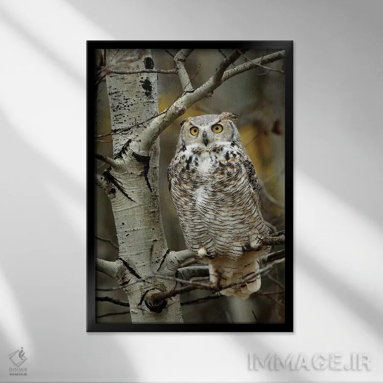 تابلو دکوراتیو Perched In Tree, Alberta, Canada,جغد شاخدار بزرگ نشسته روی… اثر تیم فیتزهریس - نمای قابدار مشکی