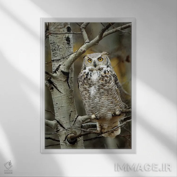 تابلو دکوراتیو Perched In Tree, Alberta, Canada,جغد شاخدار بزرگ نشسته روی… اثر تیم فیتزهریس - نمای قابدار سفید