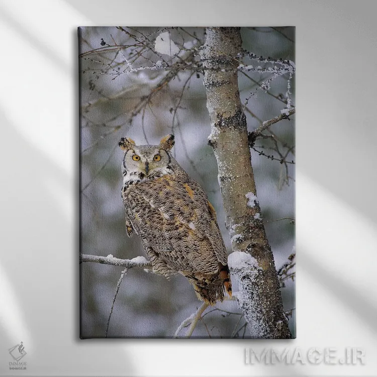تابلو دکوراتیو Pale Form, Perching In A Snow-Covered Tree, British Columb… اثر تیم فیتزهریس - نمای روبهرو روی دیوار