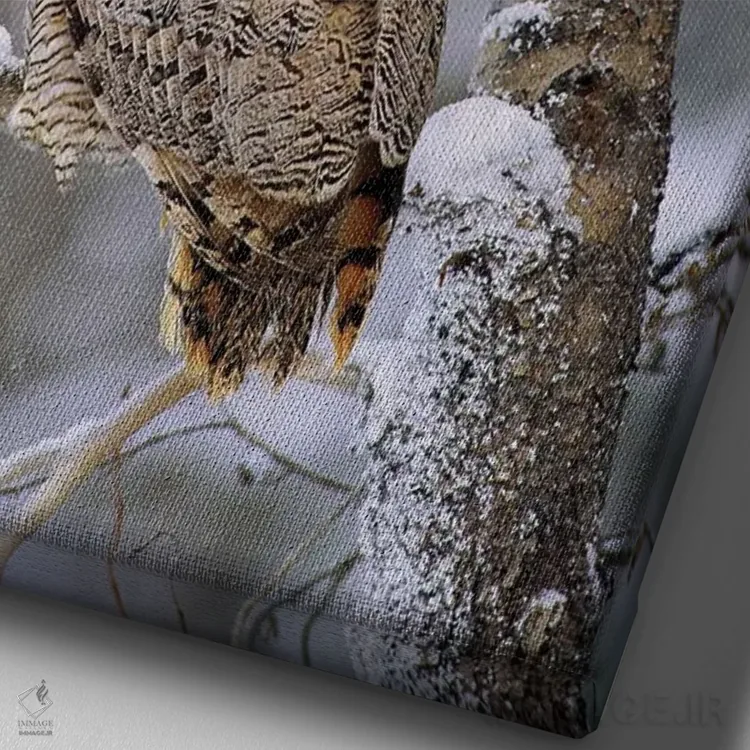 تابلو دکوراتیو Pale Form, Perching In A Snow-Covered Tree, British Columb… اثر تیم فیتزهریس - نمای نزدیک بافت بوم