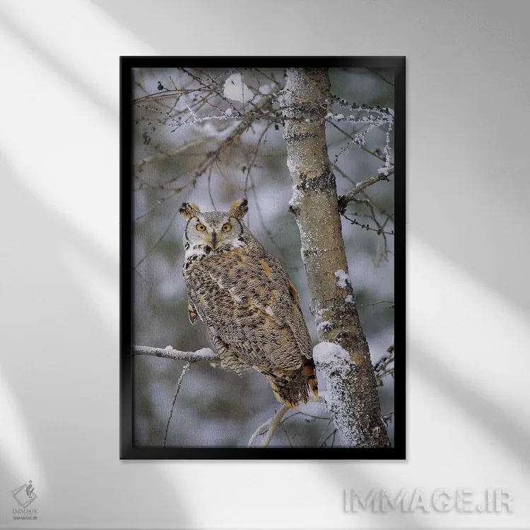 تابلو دکوراتیو Pale Form, Perching In A Snow-Covered Tree, British Columb… اثر تیم فیتزهریس - نمای قابدار مشکی