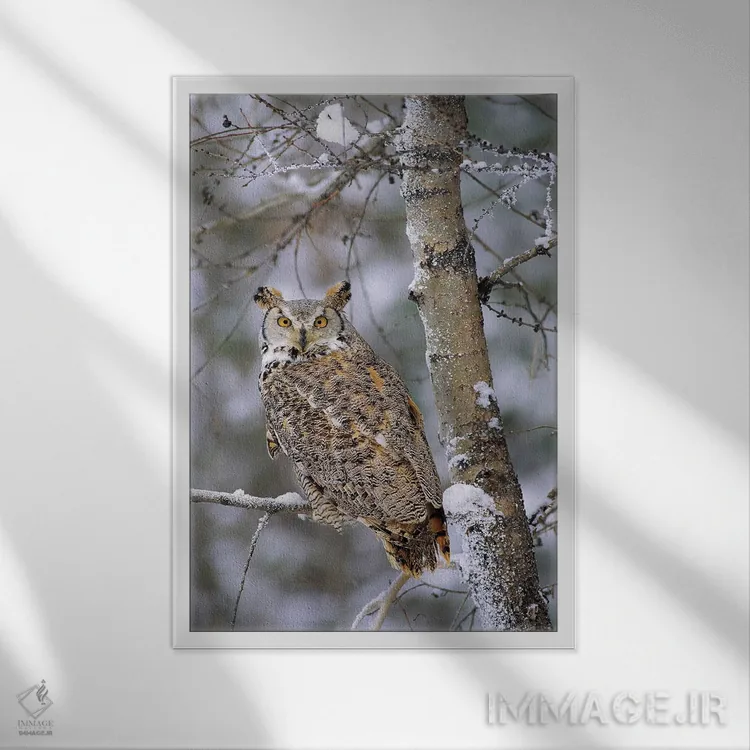 تابلو دکوراتیو Pale Form, Perching In A Snow-Covered Tree, British Columb… اثر تیم فیتزهریس - نمای قابدار سفید