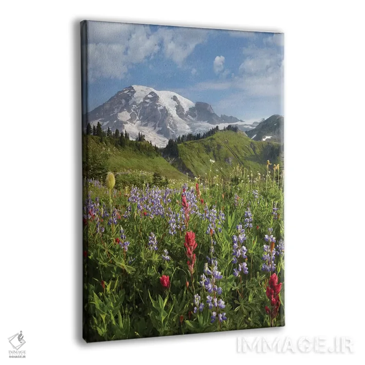 تابلو دکوراتیو Mount Rainier National Park, Washington,چمنزار پارادایس و… اثر تیم فیتزهریس - نمای پرسپکتیو محصول
