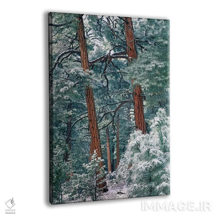 تابلو دکوراتیو Rocky Mountain National Park, Colorado,جنگل کاج پوندرزا پس… اثر تیم فیتزهریس - نمای پرسپکتیو محصول