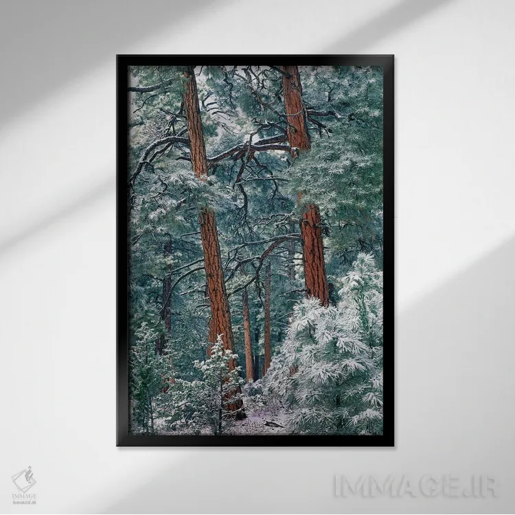 تابلو دکوراتیو Rocky Mountain National Park, Colorado,جنگل کاج پوندرزا پس… اثر تیم فیتزهریس - نمای قابدار مشکی