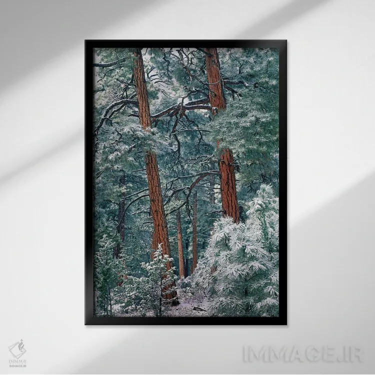 تابلو دکوراتیو Rocky Mountain National Park, Colorado,جنگل کاج پوندرزا پس… اثر تیم فیتزهریس - نمای قابدار مشکی