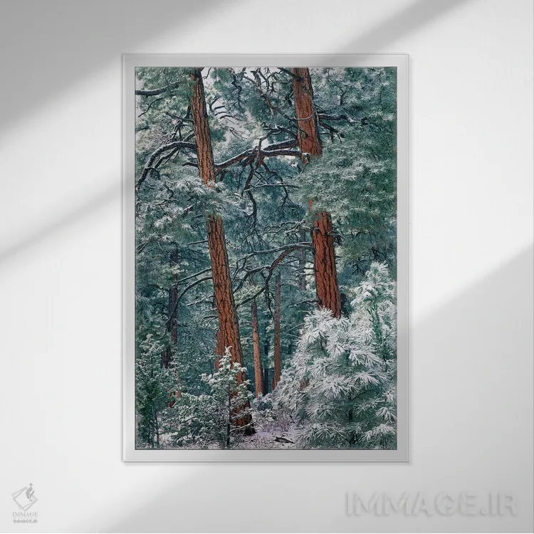 تابلو دکوراتیو Rocky Mountain National Park, Colorado,جنگل کاج پوندرزا پس… اثر تیم فیتزهریس - نمای قابدار سفید