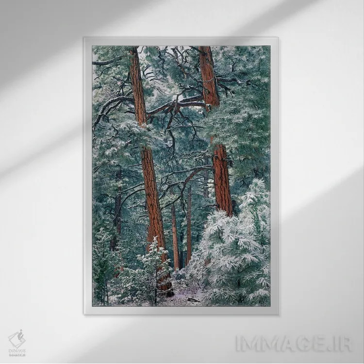 تابلو دکوراتیو Rocky Mountain National Park, Colorado,جنگل کاج پوندرزا پس… اثر تیم فیتزهریس - نمای قابدار سفید