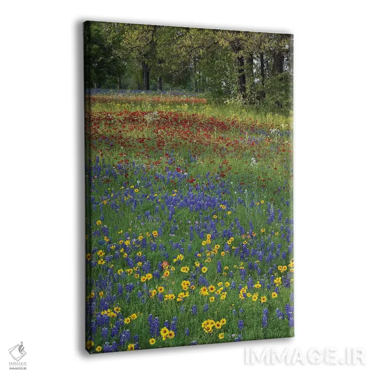 تابلو دکوراتیو Drummond's Phlox And Tickseed, Fort Parker State Park, Tex… اثر تیم فیتزهریس - نمای پرسپکتیو محصول