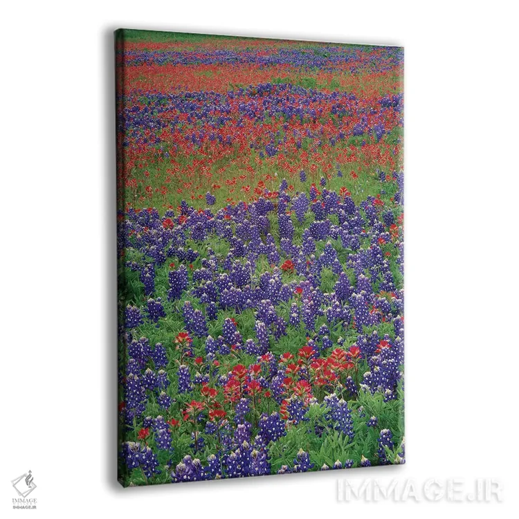 تابلو دکوراتیو Hill Country, Texas III,گل های سند بلوبانت و پینتبراش، هیل… اثر تیم فیتزهریس - نمای پرسپکتیو محصول