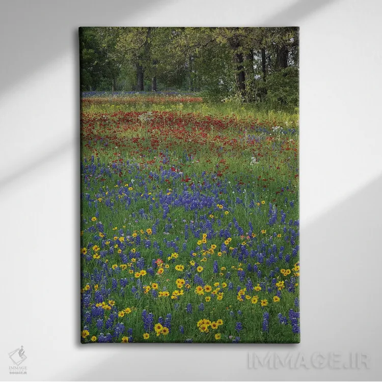 تابلو دکوراتیو Drummond's Phlox And Tickseed, Fort Parker State Park, Tex… اثر تیم فیتزهریس - نمای روبهرو روی دیوار