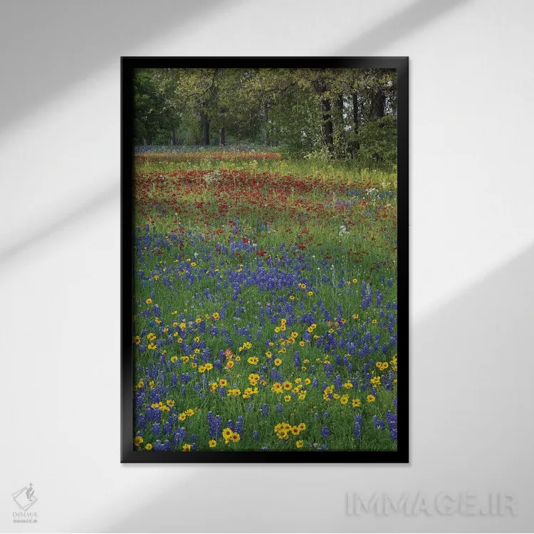 تابلو دکوراتیو Drummond's Phlox And Tickseed, Fort Parker State Park, Tex… اثر تیم فیتزهریس - نمای قابدار مشکی