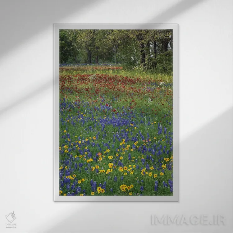 تابلو دکوراتیو Drummond's Phlox And Tickseed, Fort Parker State Park, Tex… اثر تیم فیتزهریس - نمای قابدار سفید
