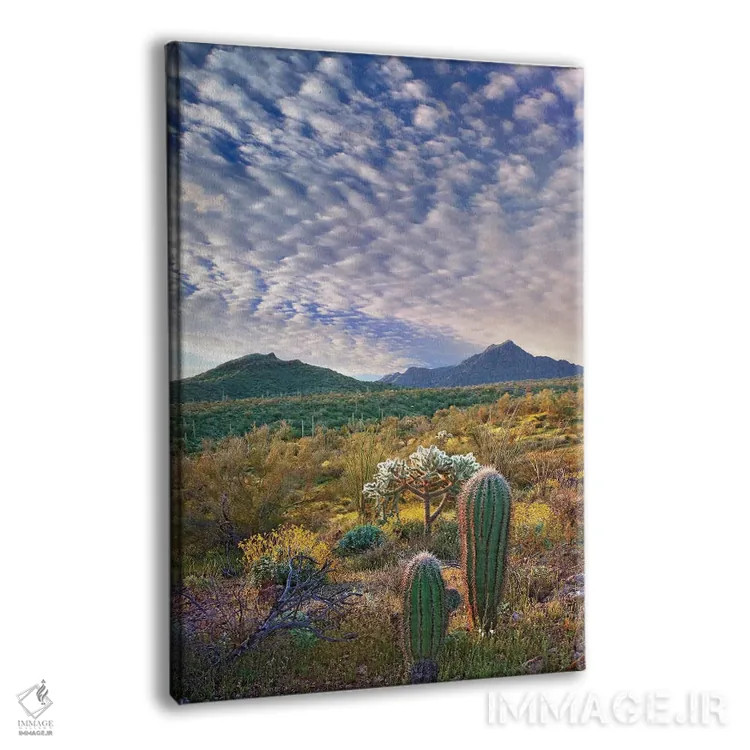 تابلو دکوراتیو Arizona Amid Flowering Lupine And California Brittlebush I… اثر تیم فیتزهریس - نمای پرسپکتیو محصول
