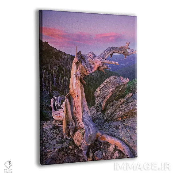 تابلو دکوراتیو Rocky Mountain National Park, Colorado,درخت کاج بریستلکون… اثر تیم فیتزهریس - نمای پرسپکتیو محصول