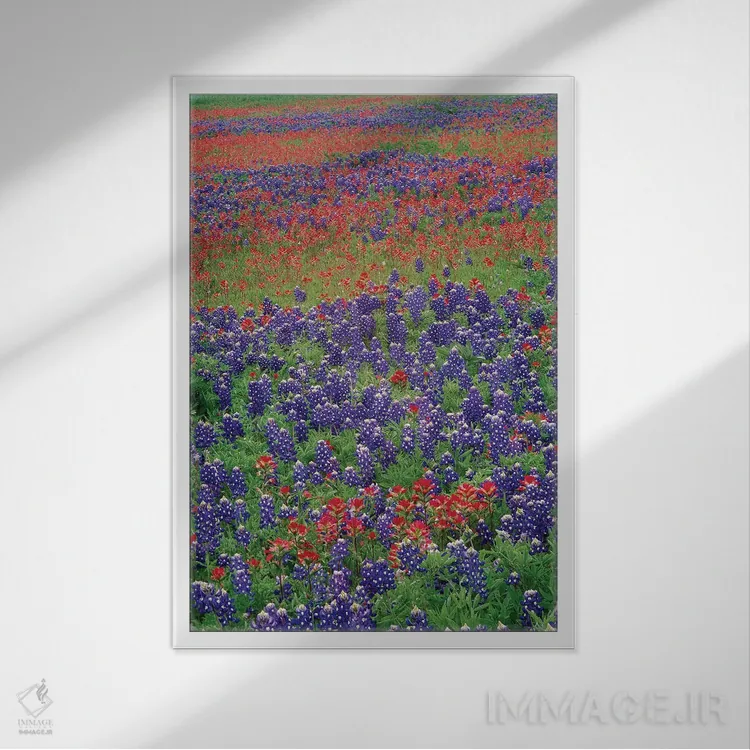 تابلو دکوراتیو Hill Country, Texas III,گل های سند بلوبانت و پینتبراش، هیل… اثر تیم فیتزهریس - نمای قابدار سفید
