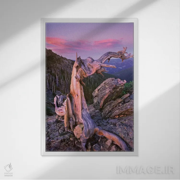 تابلو دکوراتیو Rocky Mountain National Park, Colorado,درخت کاج بریستلکون… اثر تیم فیتزهریس - نمای قابدار سفید