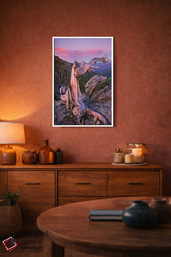 تابلو دکوراتیو Rocky Mountain National Park, Colorado,درخت کاج بریستلکون… اثر تیم فیتزهریس - D1W