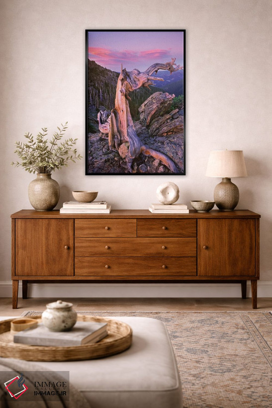 تابلو دکوراتیو Rocky Mountain National Park, Colorado,درخت کاج بریستلکون… اثر تیم فیتزهریس - D4B