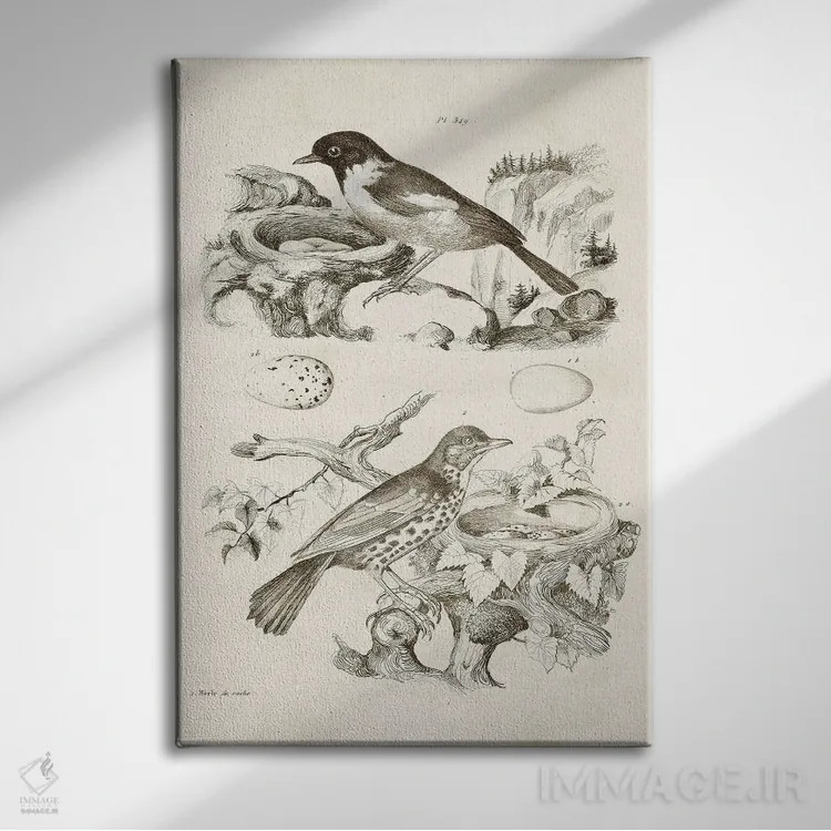 تابلو دکوراتیو لانه پرنده با تخم ها III اثر تینا هیگینز - نمای روبهرو روی دیوار