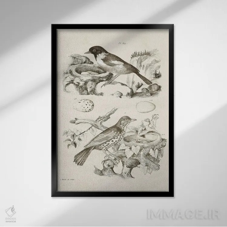 تابلو دکوراتیو لانه پرنده با تخم ها III اثر تینا هیگینز - نمای قابدار مشکی
