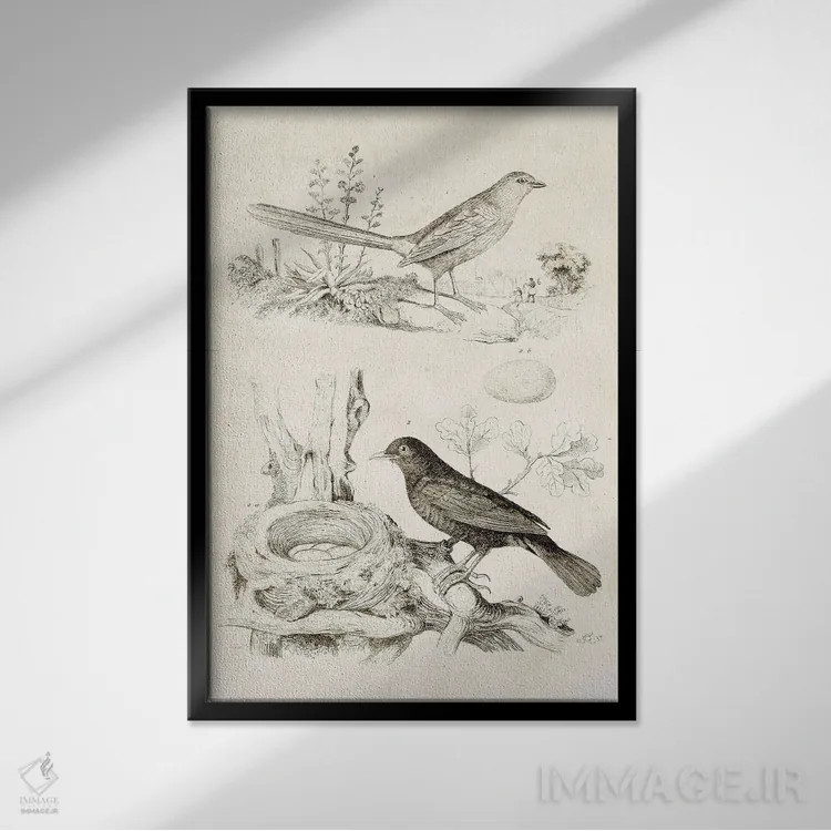تابلو دکوراتیو لانه پرنده با تخم ها II اثر تینا هیگینز - نمای قابدار مشکی
