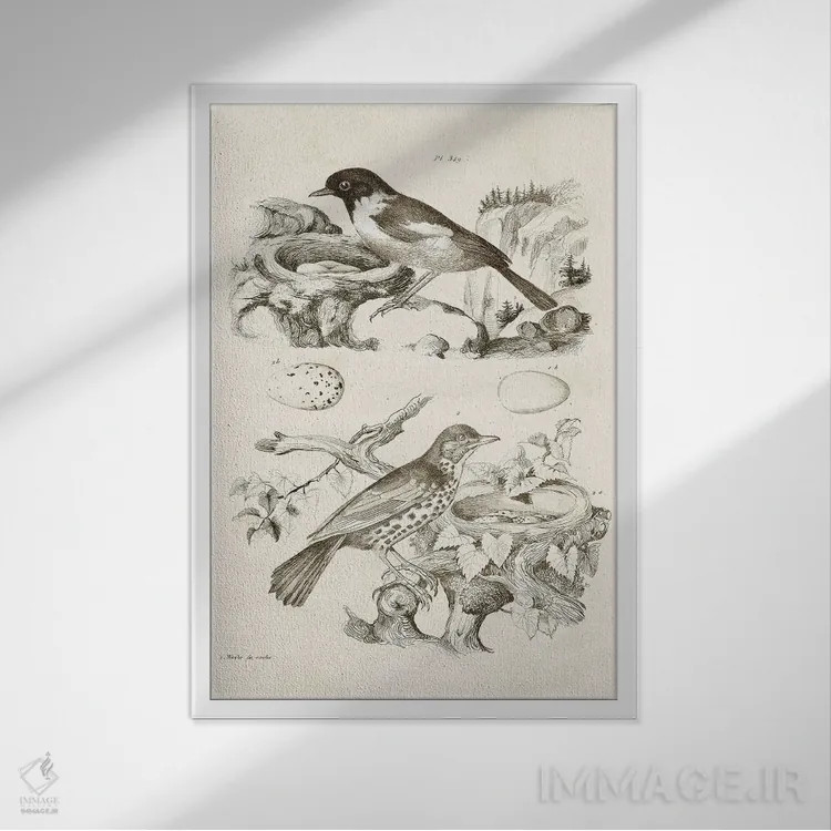 تابلو دکوراتیو لانه پرنده با تخم ها III اثر تینا هیگینز - نمای قابدار سفید