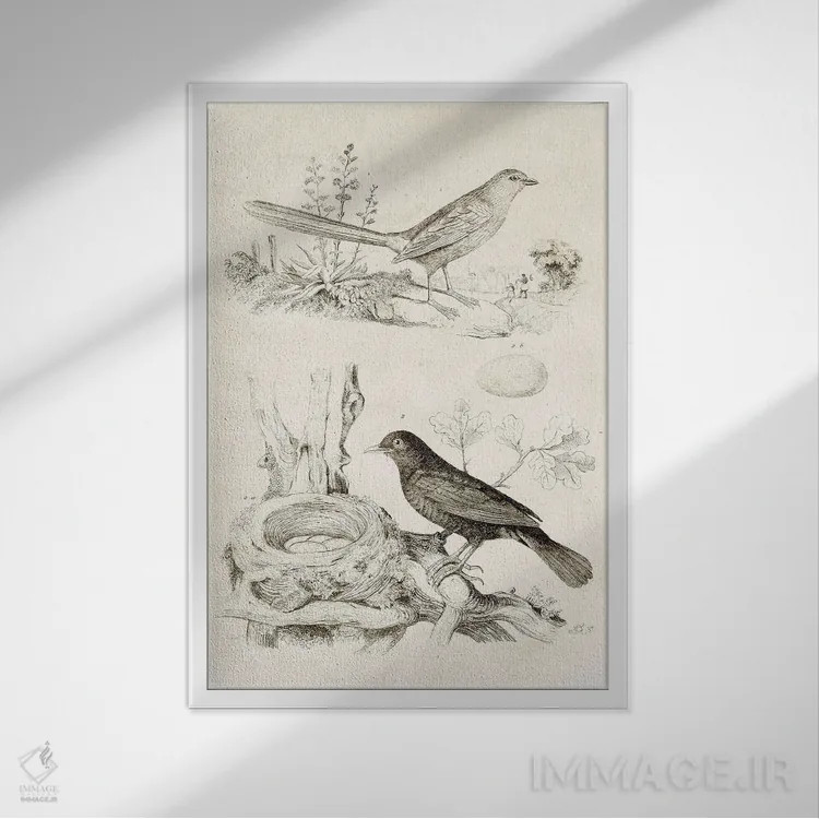تابلو دکوراتیو لانه پرنده با تخم ها II اثر تینا هیگینز - نمای قابدار سفید