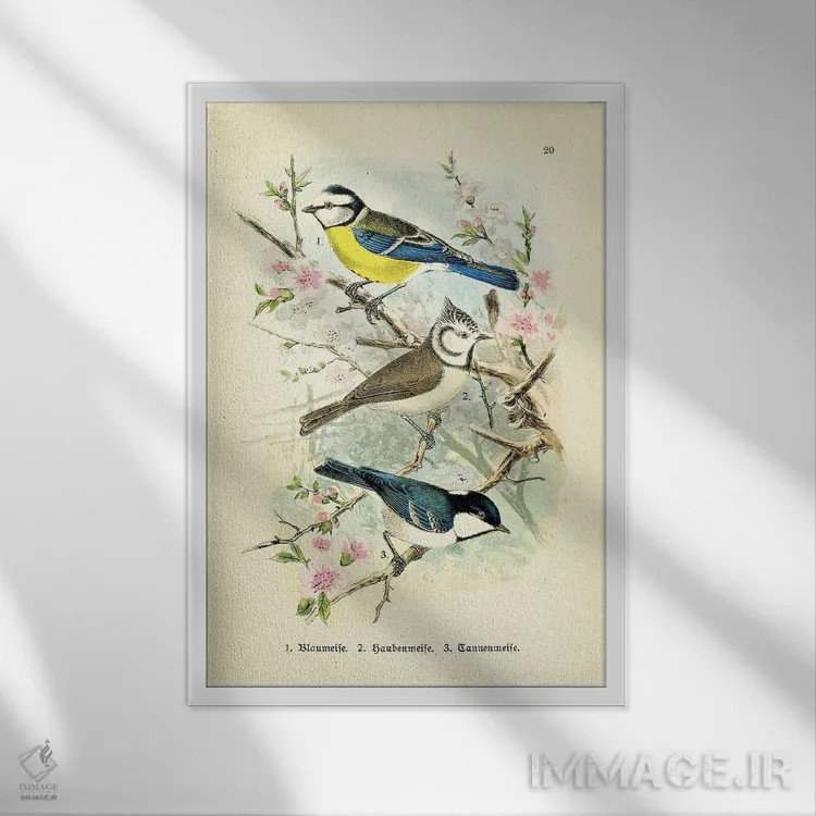 تابلو دکوراتیو پرندگان و شکوفه ها III اثر تینا هیگینز - نمای قابدار سفید