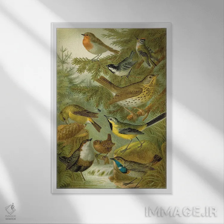 تابلو دکوراتیو پرندگان جنگلی اثر تینا هیگینز - نمای قابدار سفید