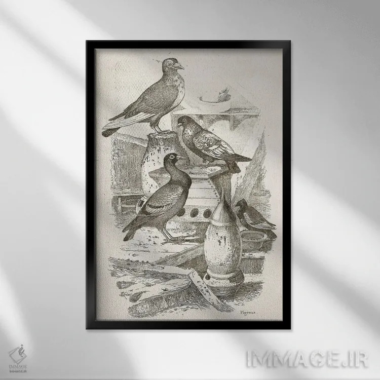 تابلو دکوراتیو کبوترها I اثر تینا هیگینز - نمای قابدار مشکی