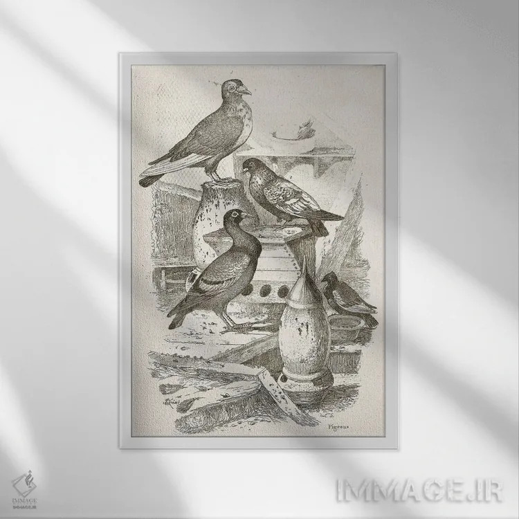 تابلو دکوراتیو کبوترها I اثر تینا هیگینز - نمای قابدار سفید